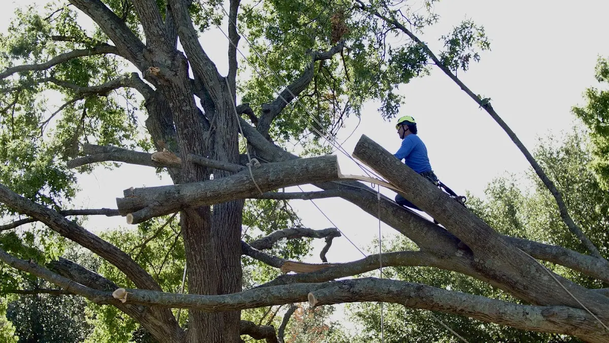 Professional Hazardous Tree Removal performed by certified arborists in Pavilion