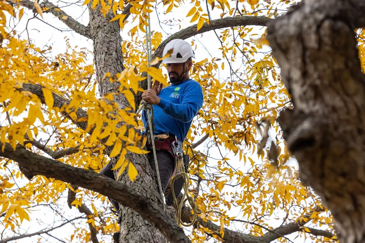 Skilled Tree Transplanting crew working in Pavilion